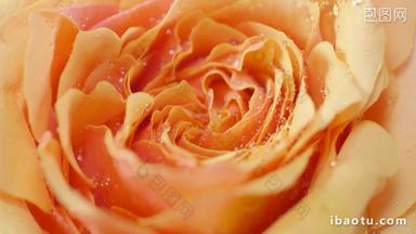 实拍凝固水珠的鲜花橙色<strong>玫瑰</strong>实拍